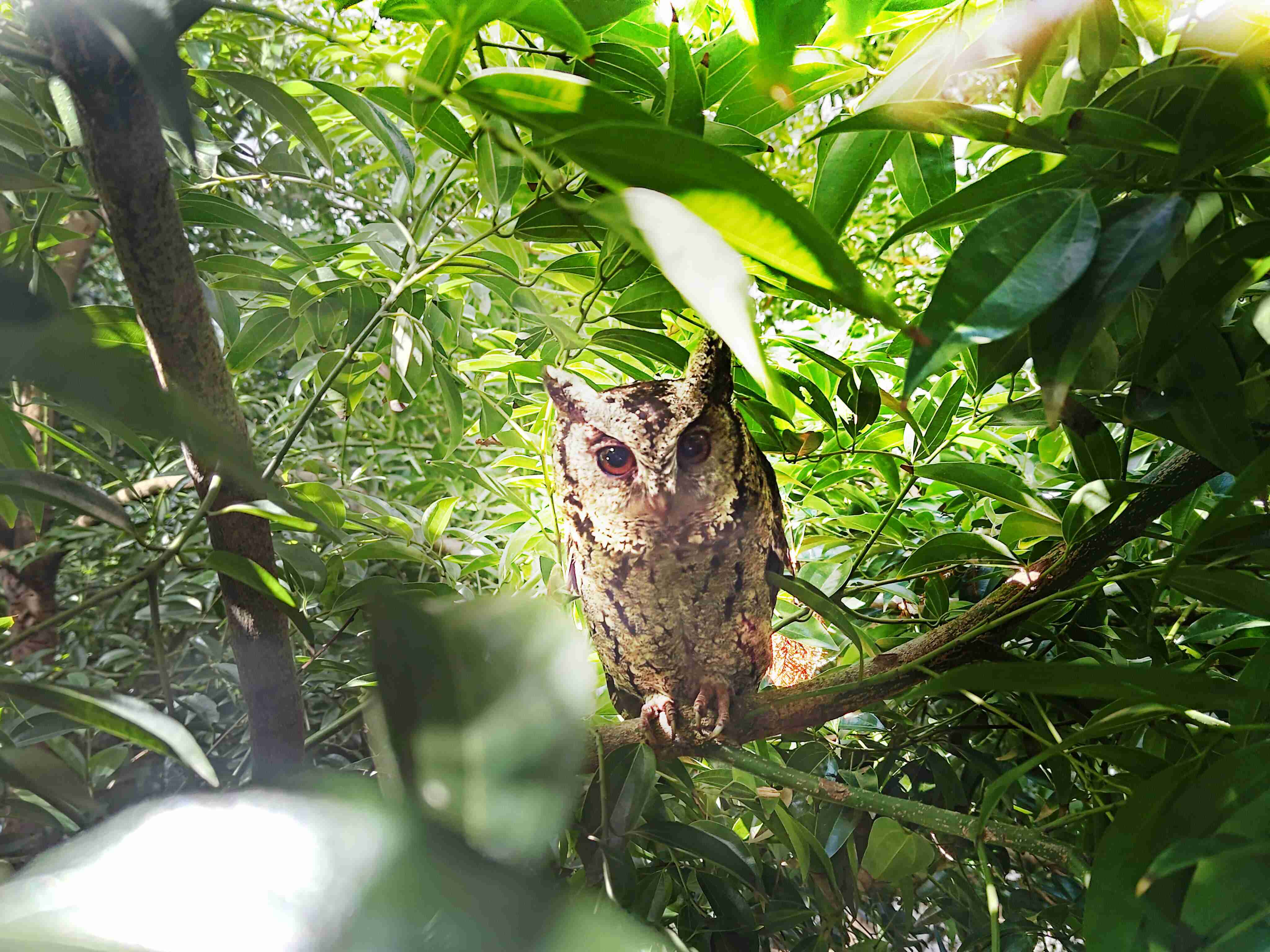 JDB电子致力提倡净零绿生活，，，，16年以来在全球各厂区植树逾百万棵，，，造就各厂区树木蔚然成林，，，犹如森林工厂，，，，成为许多生物的栖息地